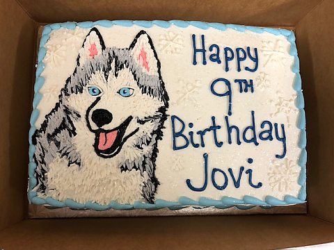 birthday - husky